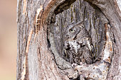 An eastern screech owl in a tree