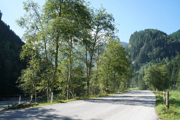 istock Hiking trails in the Bavarian Forest in spring 1218421102