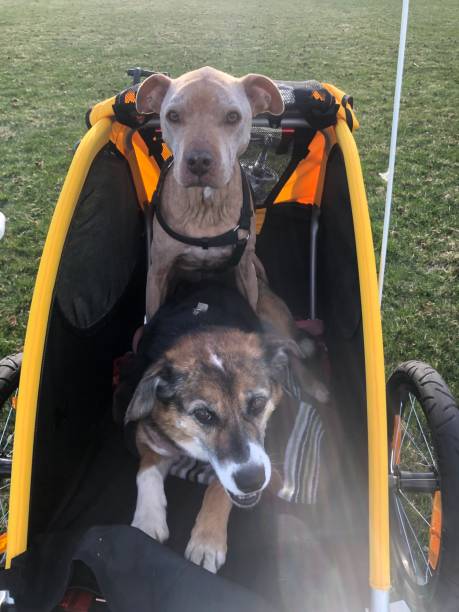 istock Dogs in bike trailer 1218422855