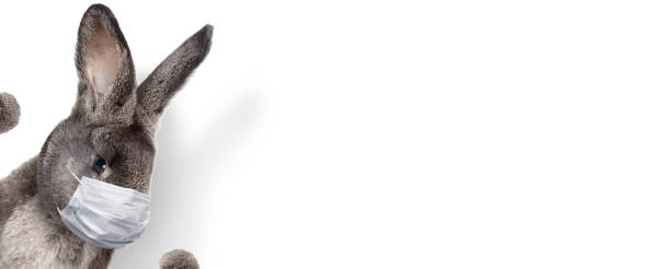 istock Easter rabbit with medical mask at epidemic time 1218424214