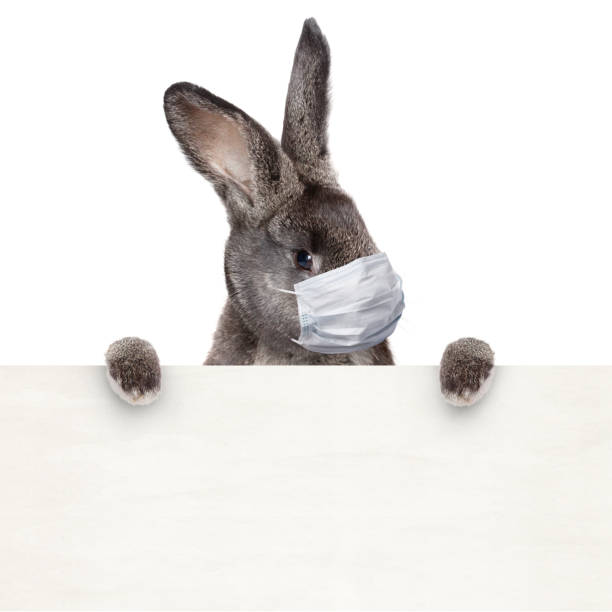 istock Easter rabbit with medical mask at epidemic time 1218424334