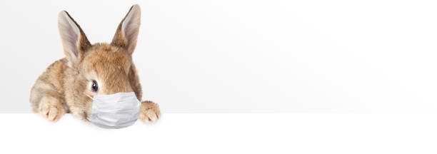 istock Easter rabbit with medical mask at epidemic time 1218424342
