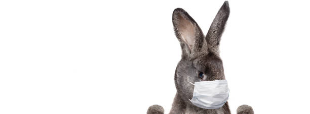 istock Easter rabbit with medical mask at epidemic time 1218424352