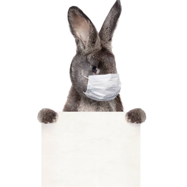 istock Easter rabbit with medical mask at epidemic time 1218424852