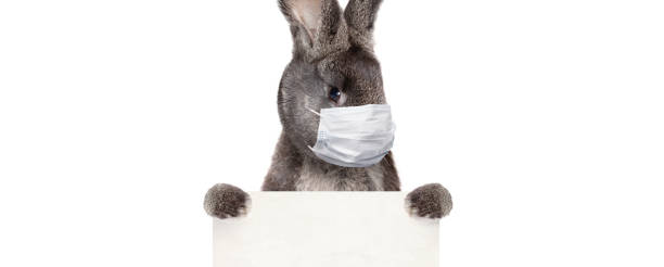 istock Easter rabbit with medical mask at epidemic time 1218424942