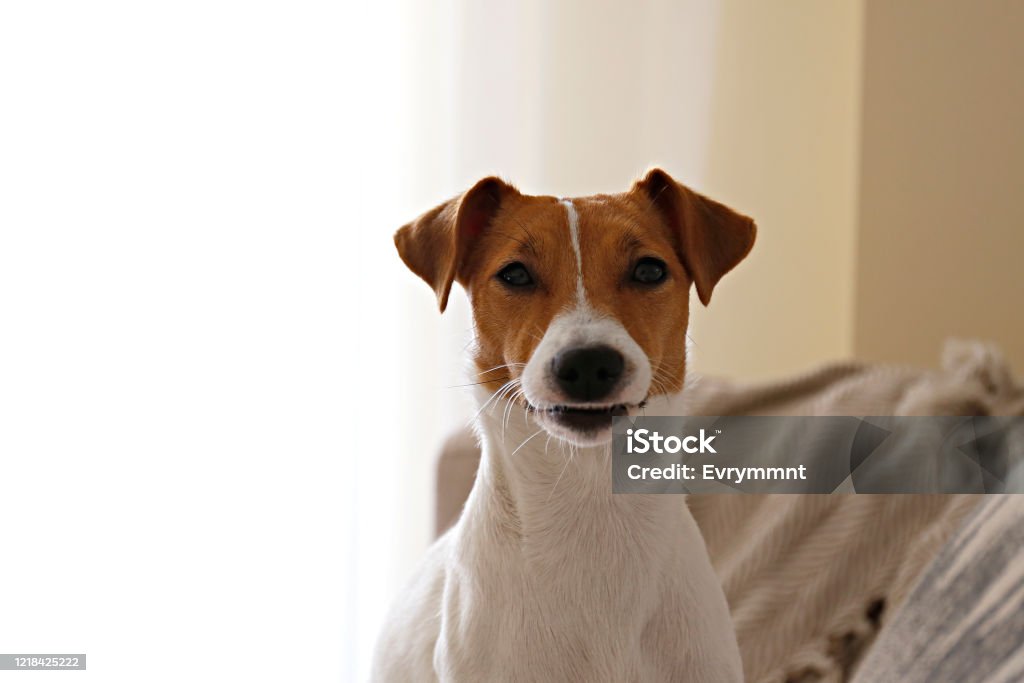 Chân Dung Vui Nhộn Của Jack Russell Terrier Nhìn Và Mỉm Cười Trước ...
