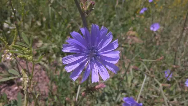 Purple and blue chicory flower in the nature. Slovakia