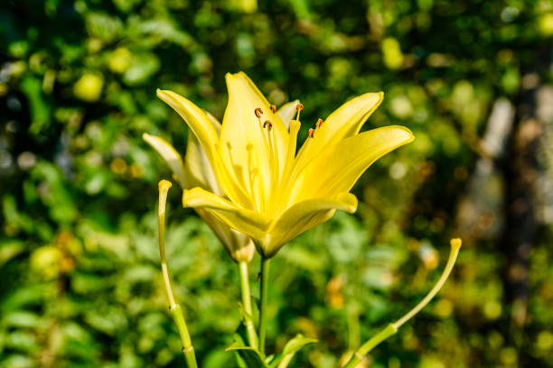 istock Blooming yellow lily on a flowerbed at summer 1218425572