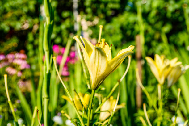 Blooming yellow lily on flowerbed at summer