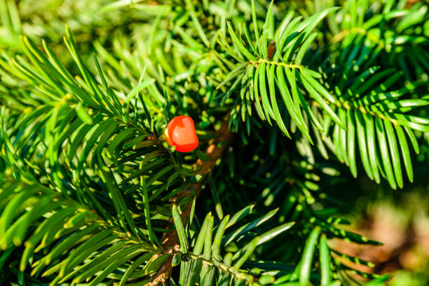 Yew tree (taxus baccata) with ripe berries at summer