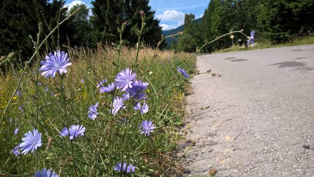 istock Purple and blue chicory flower in the nature. 1218425618