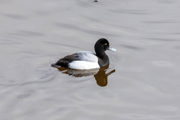 The Greater scaup male on the river The Greater scaup male on the river at winter greater scaup stock pictures, royalty-free photos & images