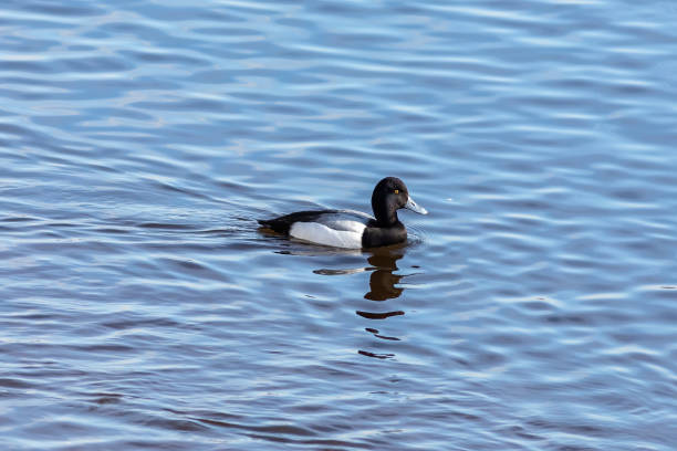 istock The Greater scaup male on the river 1218426924