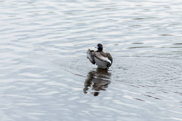 The Greater scaup male on the river The Greater scaup male on the river at winter greater scaup stock pictures, royalty-free photos & images