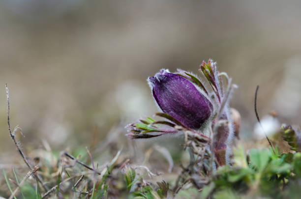 Pasque flower bud close up Pasque flower bud close up in early spring season pulsatilla pratensis stock pictures, royalty-free photos & images