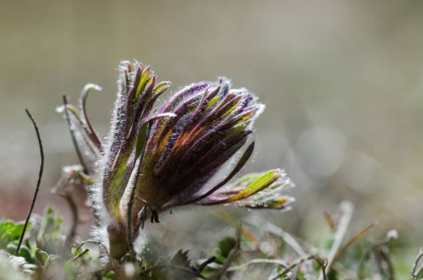 New flower bud New pasque flower bud just  coming up pulsatilla pratensis stock pictures, royalty-free photos & images