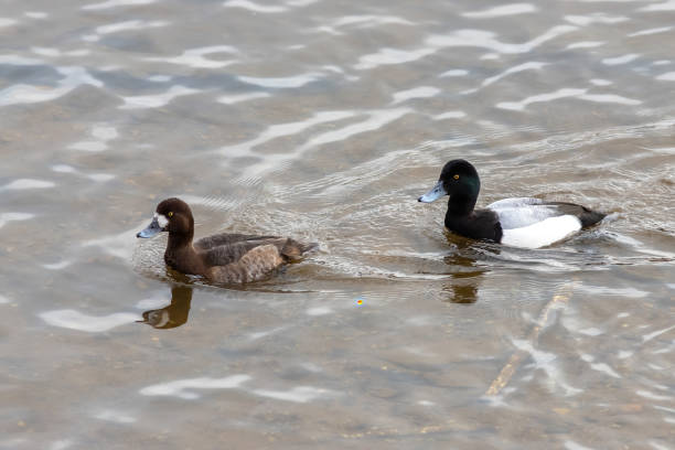 The Greater scaup couple on the river The Greater scaup male and female couple on the river at winter greater scaup stock pictures, royalty-free photos & images