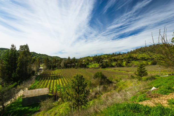 Casablanca, Chile - September 06, 2017: view of a vineyard in Casablanca, Chile.