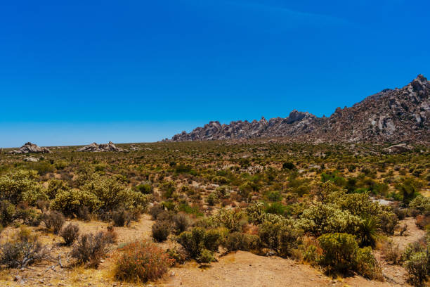 istock Mojave Desert National Preserve 1218430084