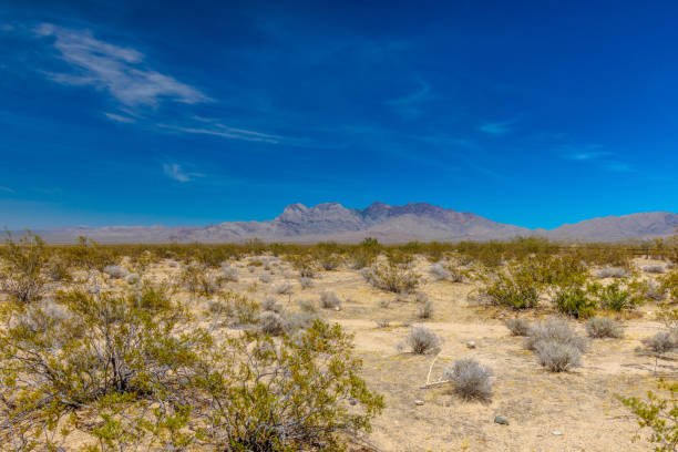 istock Mojave Desert National Preserve 1218430116
