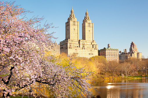 cherry blossom at the Lake at Central Park and skyline of buildings in Manhattan, New York City, NY, USA