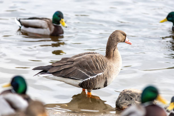istock The Greater white-fronted goose on the river 1218430361
