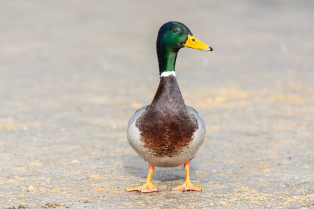 istock The male mallard duck on the ground 1218430416