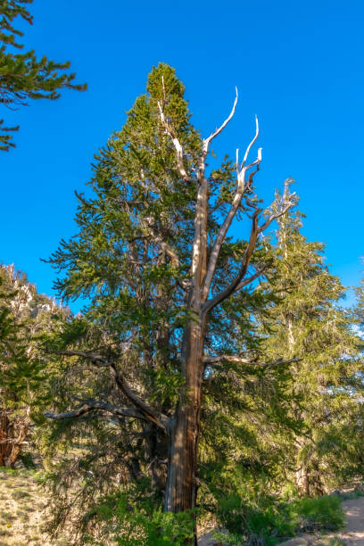 브리슬콘 파인 포레스트 - twisted branch tree california 뉴스 사진 이미지