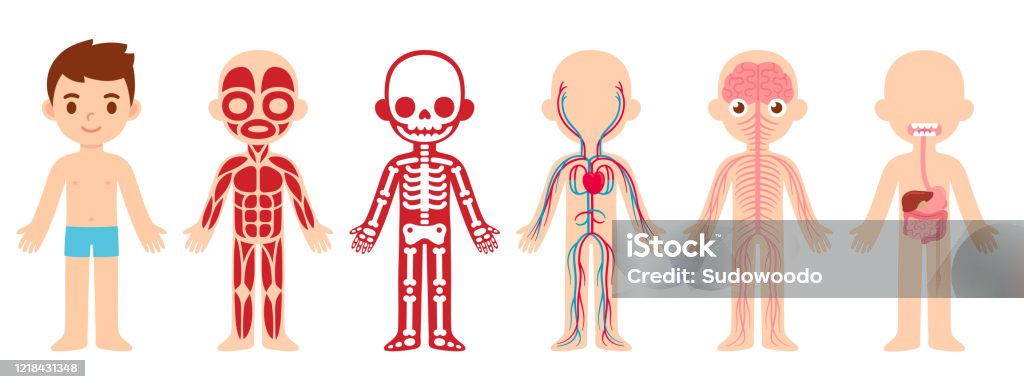 Anatomie Kind Cartoon Illustration Stock Vektor Art und mehr Bilder von ...
