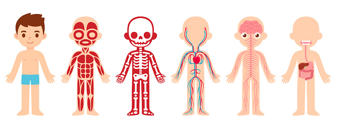 Anatomy Child Cartoon Illustration Stock Illustration - Download Image Now  - The Human Body, Child, Human Skeleton - iStock