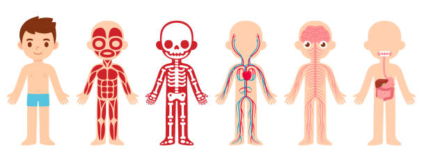 Anatomy child cartoon illustration My body, educational anatomy body organ chart for kids. Cute cartoon little boy and his bodily systems: muscular, skeletal, circulatory, nervous and digestive. Isolated vector infographic clip art. kid body parts stock illustrations