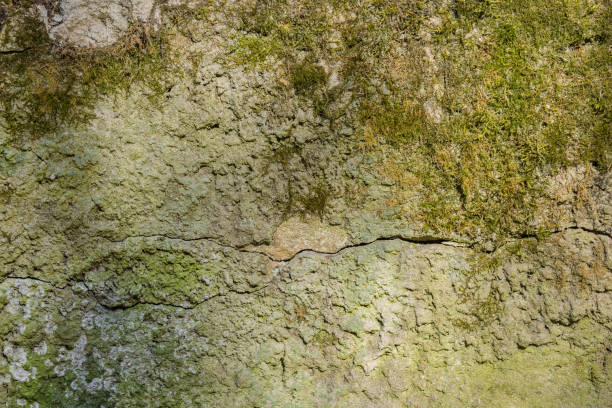 istock Texture of an old wall with peeled plaster and covered with moss. Background, idea 1218431612