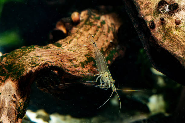 Amano aquarium shrimp on a moss covered branch in an aquarium Amano aquarium shrimp on a moss covered branch in an aquarium on the light amano aquarium stock pictures, royalty-free photos & images