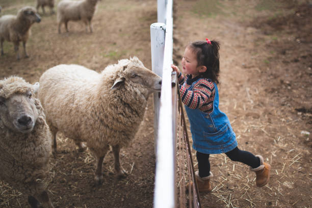 малыш девушка смотрит на овец - sheep child farm livestock стоковые фото и изображения