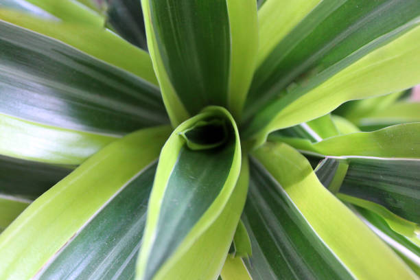 istock Dracaena Lemon lime closeup, top view 1218434063