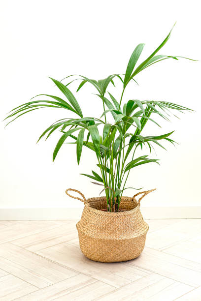 istock Home plant in wicker basket at home. Room with plants. Vertical format 1218434088