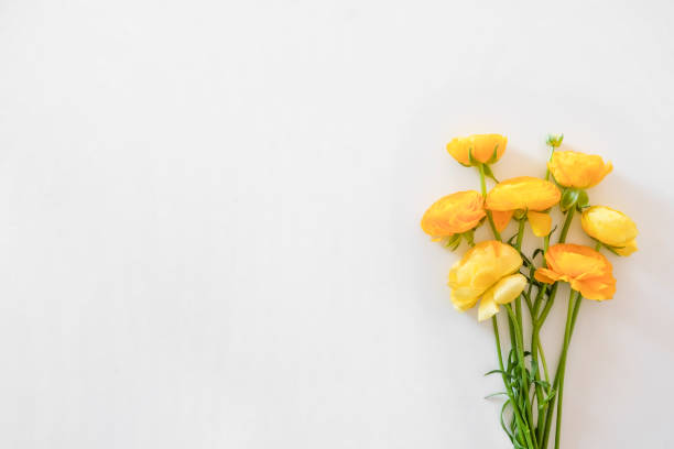 Beautiful bouquet of yellow ranunculus flowers with visible petal texture structure. Close up composition with bright patterns of flower buds with a lot of copy space for text. Top view.