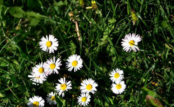 istock Daisy flower in the green grass (chamomile) 1218435428