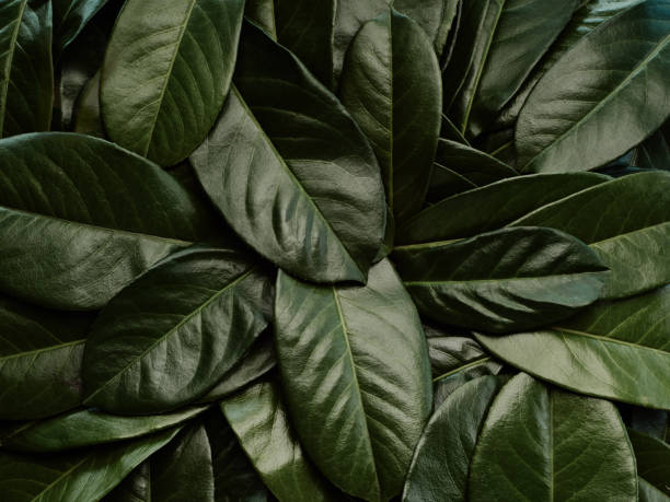 istock Abstract green leaves pattern in a row, lush foliage as a background 1218436168