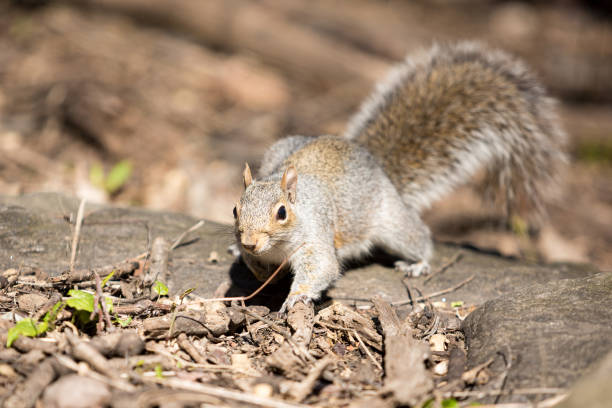 istock Squirrel eating pieces of nuts left by tourists in Central Park 1218436360