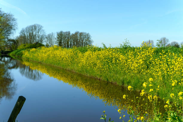 istock Waterside view with yellow canola flowers in the grass 1218436499