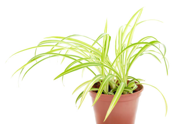istock Chlorophytum in a flowerpot. 1218437377