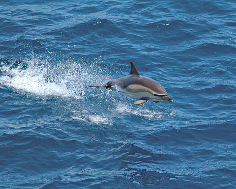 A Short-beaked Common Dolphin (Delphinus delphis) skips over the blue waves of the Bay of Biscay