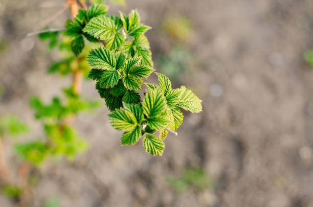 Young raspberry bush. \nLeaves of raspberry bush. \nThe sun shines on raspberry leaves.