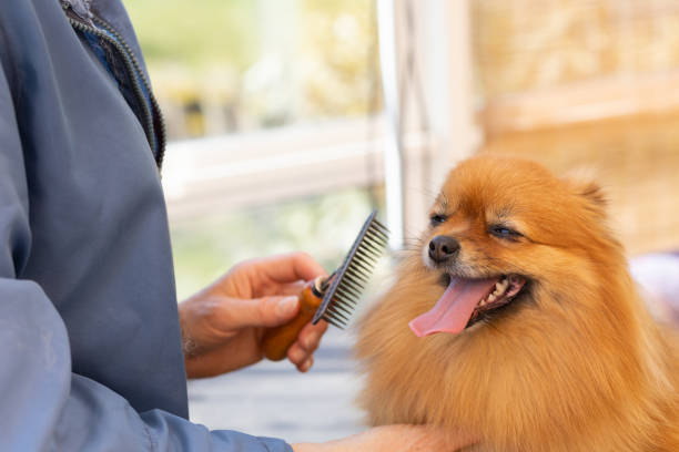 istock Professional groomer woman has prepared comb on trimming 1218439706