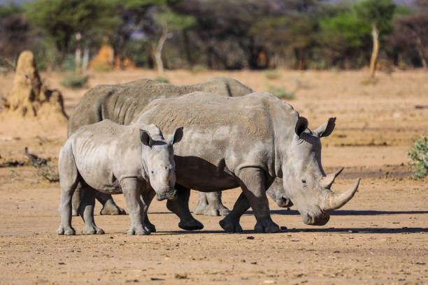 istock Mother and Baby White Rhino 1218442073