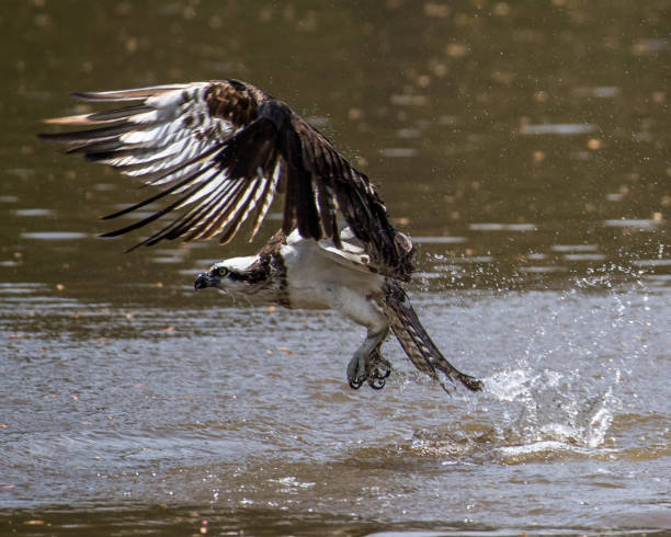 istock Osprey in flight searching for a meal 1218442149