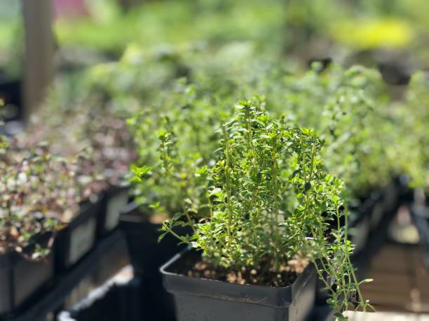 istock Closeup of herbs 1218443316