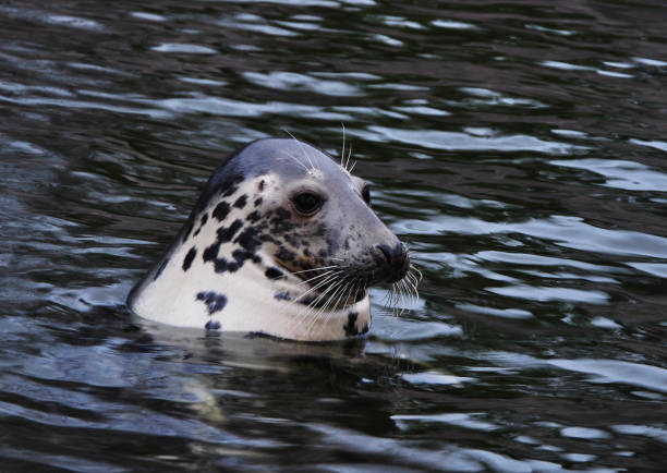 istock A seal shows his head out of water 1218443330