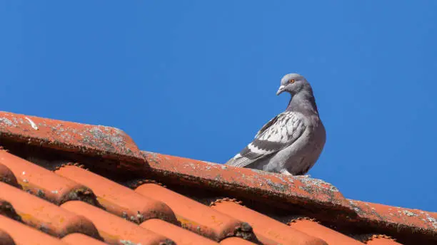 collared pidgeon sitting on the roof